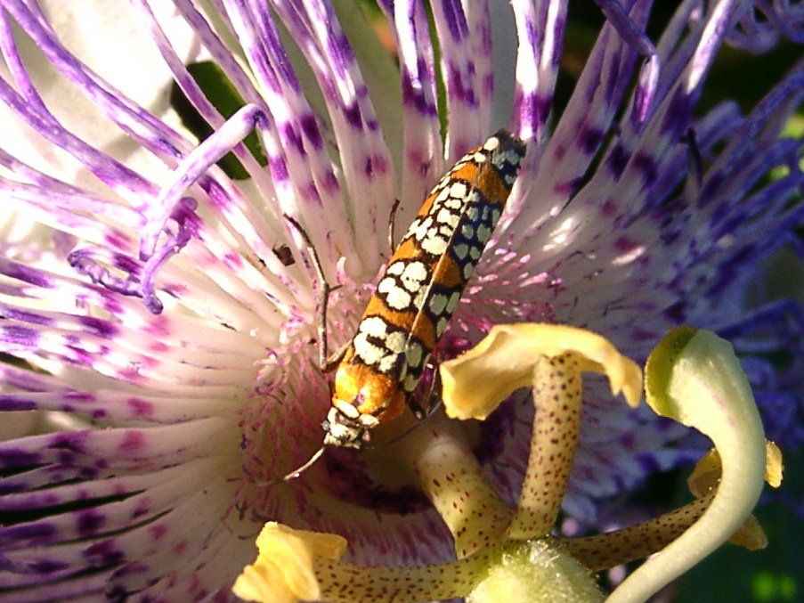 001 Moth, Ailanthus Webworm, 2006-08220001b Columbus, OH.JPG - Ailanthus Webworm Moth (Atteva punctella). Columbus, OH, 8-2006